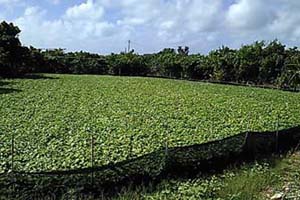 よつばしファーム　紫芋畑